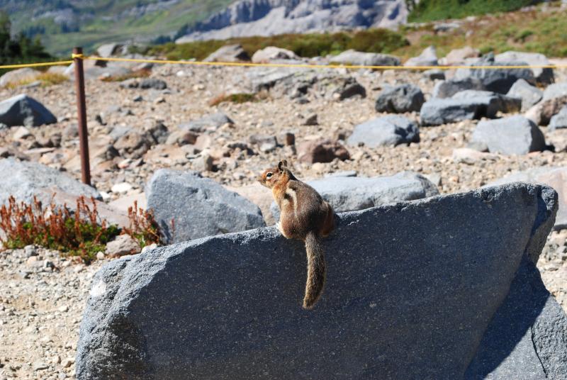 Mt. Rainier chipmunk