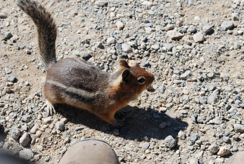 Chipmunk at our feet