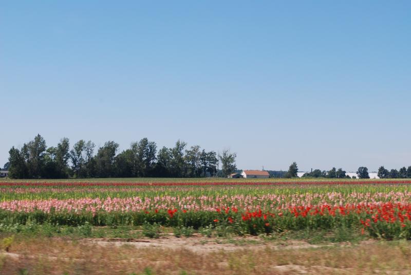 Fields in Michigan 1