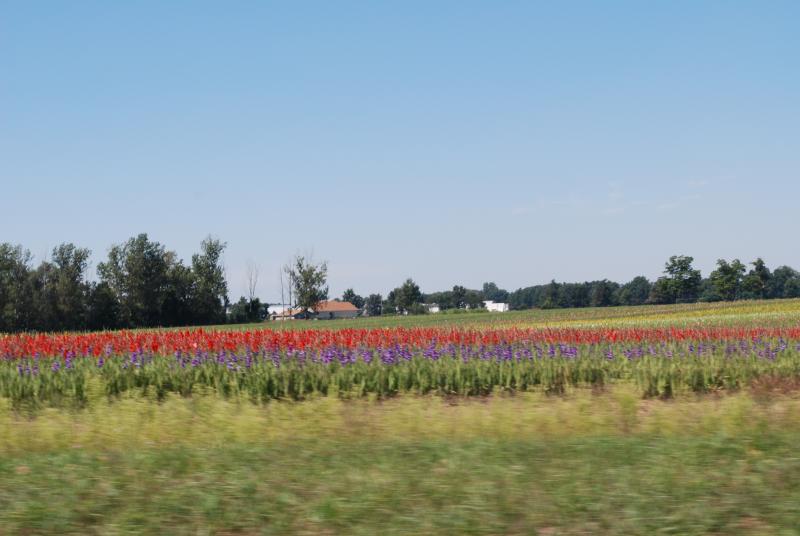 Fields in Michigan 2