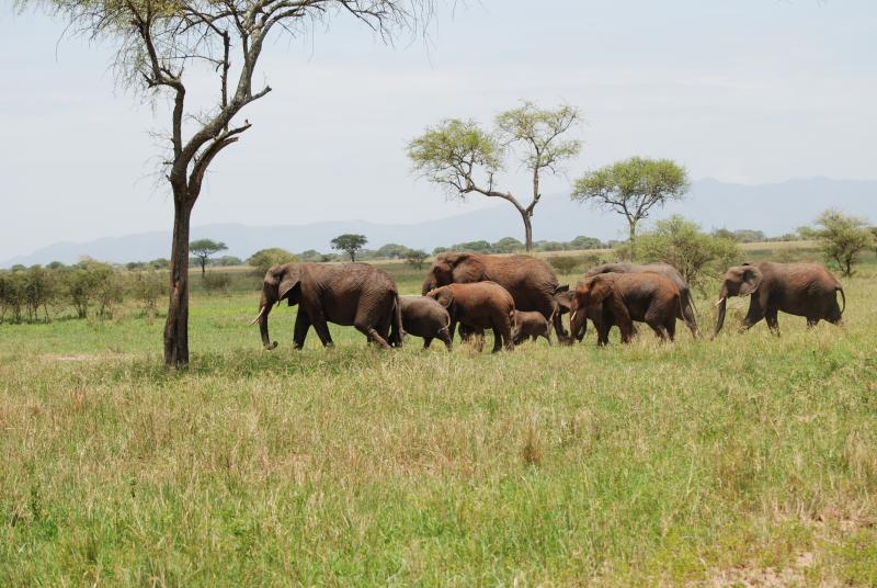 A family (females and their young) of elephants on the move