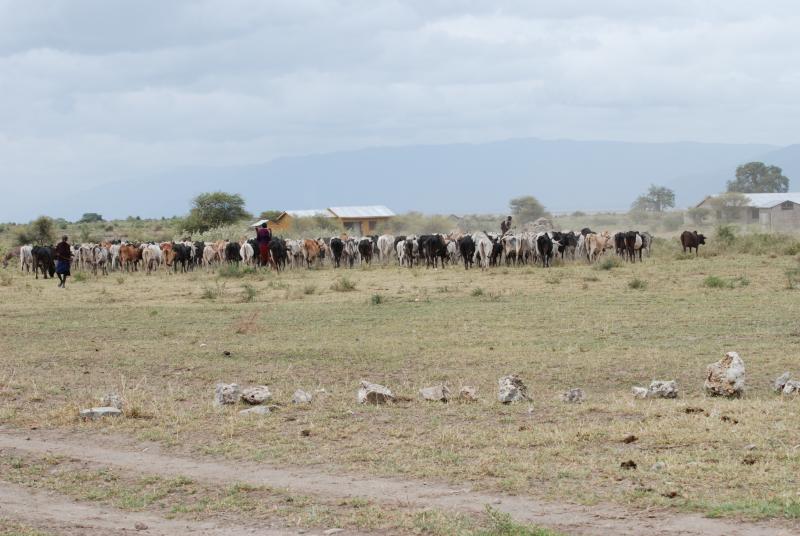 Maasai wariors and their cattle
