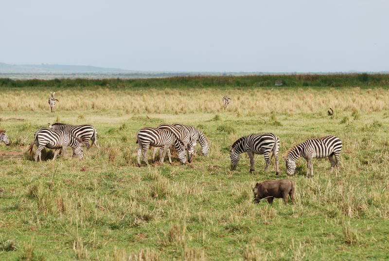 Grazing zebras and warthog