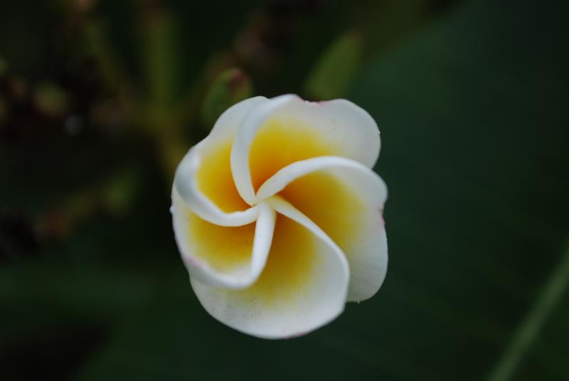 Pretty flower