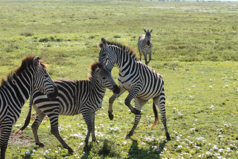 Zebras fighting, Ngorongoro