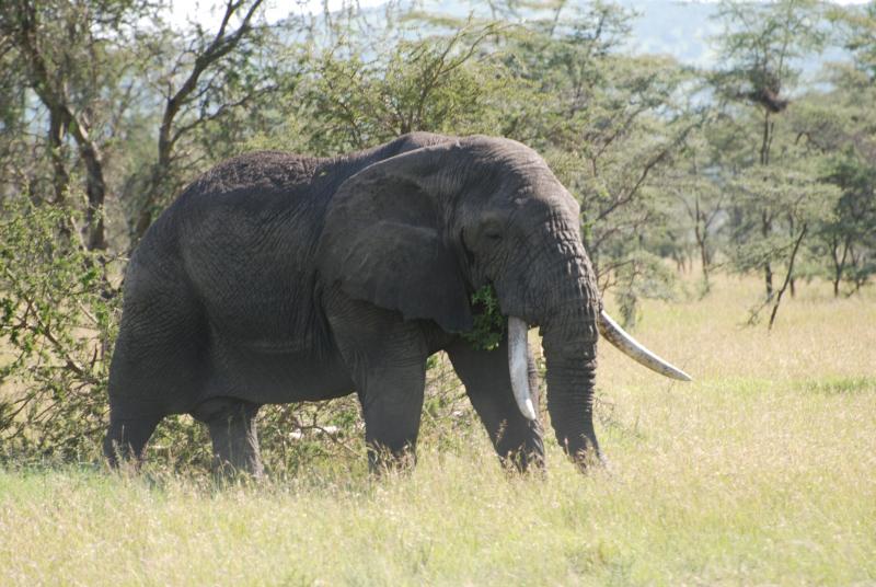 Elephant bull in the Serengeti