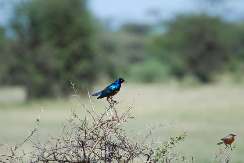 Superb starling (yes, superb is the name)