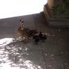 Duck and ducklings