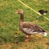 A goose in St. James Park