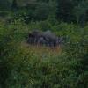 The moose cow with her calf
