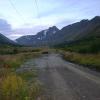 The moose cow crossing our path