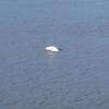 A whale surfaces