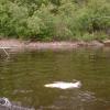 A hooked salmon swims by