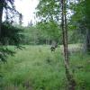 Caribou in the forest