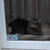 Cat sitting in a window 1