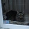 Cat sitting in a window 2