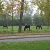 Horses grazing near the conference building