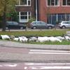 Geese in Leiden