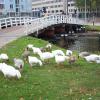 Geese up close