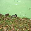 Ducks resting near an algae covered ditch