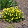 Daffodils