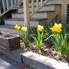 Daffodils planted by Jason and Katie