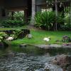 Flamingos at the Hilton