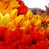 Tulips at the Market