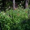 Wildflower patch in the Cascades