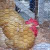 Chicken at the Evergreen State Fair