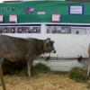 More cows