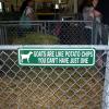In the goat barn