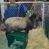 Woolly sheep