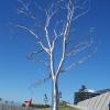 Cool metal tree