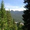 Forest view from the trail
