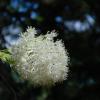 Rainier Flowers 1