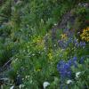 Wildflowers along the road