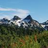 Flowers and peaks