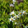 Rainier Flowers 2