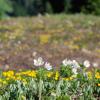 Rainier Flowers 4