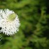 Rainier Flowers 5