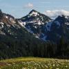 A meadow view