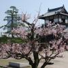 Plum blossoms in Hiroshima Castle