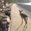 One of many deer on Miyajima