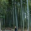 Katie and the bamboo grove