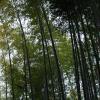 Bamboo at Kodai-ji