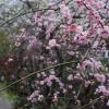 Plum blossoms along Philosopher&#039;s Walk