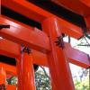 The gates of Inari
