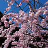 Plum blossoms at Tenryu-ji