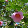 Camellias at Tenryu-ji